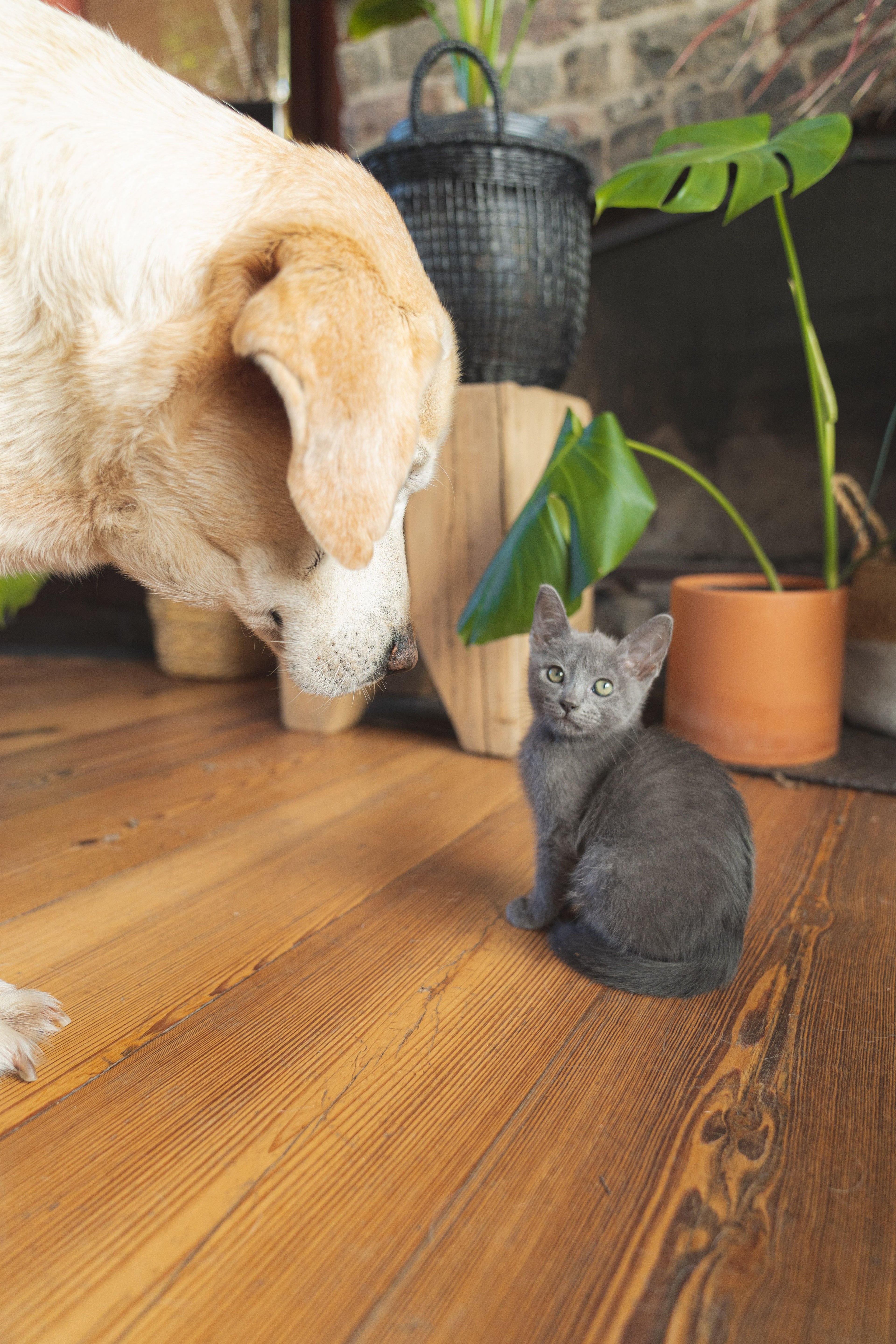 🐶 Animaux